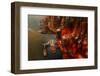 HK-Carmine Chiriaco-Framed Photographic Print