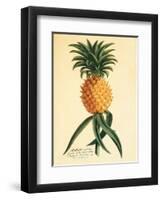 Ho’okipa, Hawaiian Pineapple c.1742-Georg Dionysius Ehret-Framed Art Print