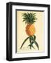 Ho’okipa, Hawaiian Pineapple c.1742-Georg Dionysius Ehret-Framed Art Print