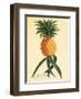 Ho’okipa, Hawaiian Pineapple c.1742-Georg Dionysius Ehret-Framed Art Print