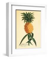 Ho’okipa, Hawaiian Pineapple c.1742-Georg Dionysius Ehret-Framed Art Print