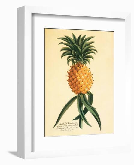 Ho’okipa, Hawaiian Pineapple c.1742-Georg Dionysius Ehret-Framed Art Print