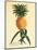 Ho’okipa, Hawaiian Pineapple c.1742-Georg Dionysius Ehret-Mounted Art Print