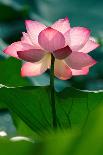 Lotus Flower in the Field-Hoang Nhiem-Laminated Photographic Print