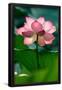Essential Black