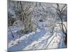 Hoar Frost, 2011-Andrew Macara-Mounted Giclee Print