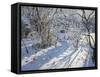 Hoar Frost, 2011-Andrew Macara-Framed Stretched Canvas