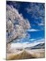 Hoar Frost and Otago Central Rail Trail near Oturehua, Central Otago, South Island, New Zealand-David Wall-Mounted Photographic Print