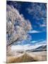 Hoar Frost and Otago Central Rail Trail near Oturehua, Central Otago, South Island, New Zealand-David Wall-Mounted Photographic Print