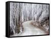 Hoar Frost and Road by Butchers Dam, near Alexandra, Central Otago, South Island, New Zealand-David Wall-Framed Stretched Canvas