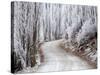 Hoar Frost and Road by Butchers Dam, near Alexandra, Central Otago, South Island, New Zealand-David Wall-Stretched Canvas