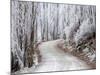 Hoar Frost and Road by Butchers Dam, near Alexandra, Central Otago, South Island, New Zealand-David Wall-Mounted Photographic Print