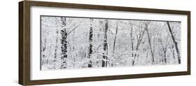 Hoar frost covered trees in forest, Brown County State Park, Indiana, USA-null-Framed Photographic Print