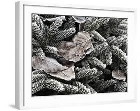 Hoar Frost, Keizer, Oregon, USA-Rick A. Brown-Framed Photographic Print