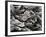 Hoar Frost, Keizer, Oregon, USA-Rick A. Brown-Framed Photographic Print