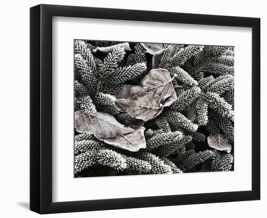 Hoar Frost, Keizer, Oregon, USA-Rick A. Brown-Framed Photographic Print