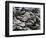 Hoar Frost, Keizer, Oregon, USA-Rick A. Brown-Framed Photographic Print