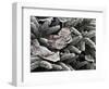 Hoar Frost, Keizer, Oregon, USA-Rick A. Brown-Framed Photographic Print