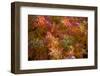 Hoar frost on a red and green leaves-Paivi Vikstrom-Framed Photographic Print