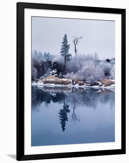 Hoar frost on Pacific willow, Deschutes River, Deschutes National Forest, Deschutes County, Oreg...-null-Framed Photographic Print
