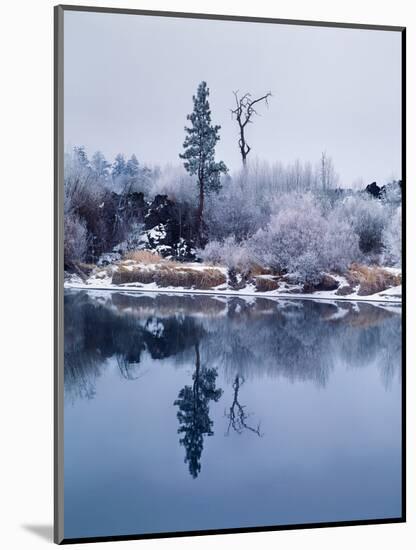 Hoar frost on Pacific willow, Deschutes River, Deschutes National Forest, Deschutes County, Oreg...-null-Mounted Photographic Print