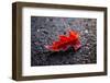 Hoar frost on red leaf, black background with bokeh-Paivi Vikstrom-Framed Photographic Print