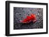 Hoar frost on red leaf, black background with bokeh-Paivi Vikstrom-Framed Photographic Print