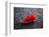 Hoar frost on red leaf, black background with bokeh-Paivi Vikstrom-Framed Photographic Print