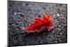 Hoar frost on red leaf, black background with bokeh-Paivi Vikstrom-Mounted Photographic Print