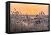 Hoar Frost on Reed in A Winter Landscape at Sunset-Peter Wollinga-Framed Stretched Canvas