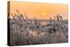 Hoar Frost on Reed in A Winter Landscape at Sunset-Peter Wollinga-Stretched Canvas