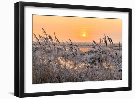 Hoar Frost on Reed in A Winter Landscape at Sunset-Peter Wollinga-Framed Photographic Print