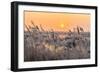 Hoar Frost on Reed in A Winter Landscape at Sunset-Peter Wollinga-Framed Photographic Print