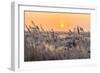 Hoar Frost on Reed in A Winter Landscape at Sunset-Peter Wollinga-Framed Photographic Print