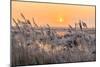 Hoar Frost on Reed in A Winter Landscape at Sunset-Peter Wollinga-Mounted Photographic Print