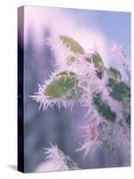 Hoar Frost on Roadside Shrubs, Central Oregon, USA-null-Stretched Canvas