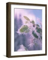 Hoar Frost on Roadside Shrubs, Central Oregon, USA-null-Framed Photographic Print