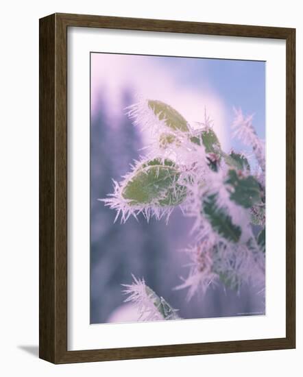 Hoar Frost on Roadside Shrubs, Central Oregon, USA-null-Framed Photographic Print