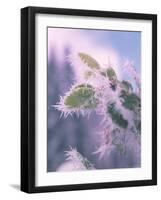 Hoar Frost on Roadside Shrubs, Central Oregon, USA-null-Framed Photographic Print