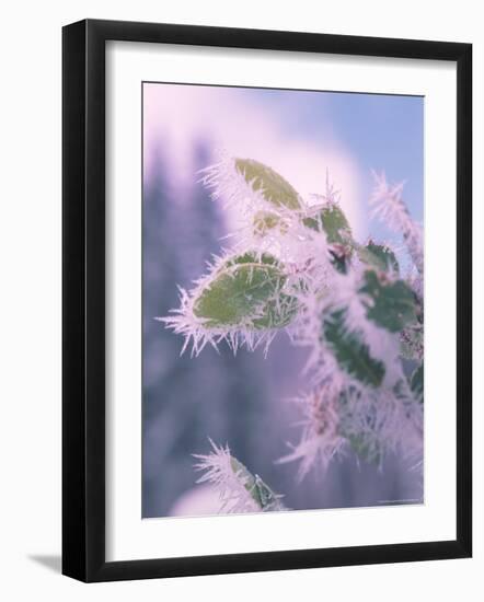 Hoar Frost on Roadside Shrubs, Central Oregon, USA-null-Framed Photographic Print