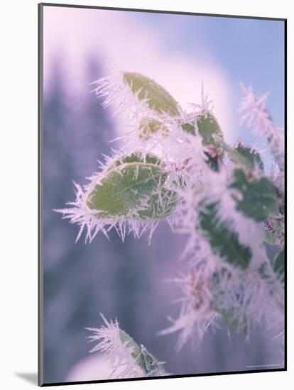 Hoar Frost on Roadside Shrubs, Central Oregon, USA-null-Mounted Photographic Print