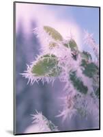 Hoar Frost on Roadside Shrubs, Central Oregon, USA-null-Mounted Photographic Print