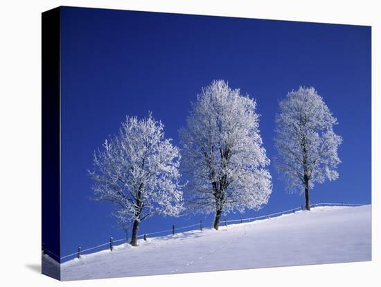 Hoar Frost on Trees-Walter Geiersperger-Stretched Canvas
