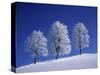 Hoar Frost on Trees-Walter Geiersperger-Stretched Canvas
