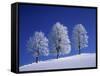 Hoar Frost on Trees-Walter Geiersperger-Framed Stretched Canvas