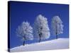 Hoar Frost on Trees-Walter Geiersperger-Stretched Canvas