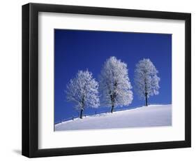 Hoar Frost on Trees-Walter Geiersperger-Framed Photographic Print