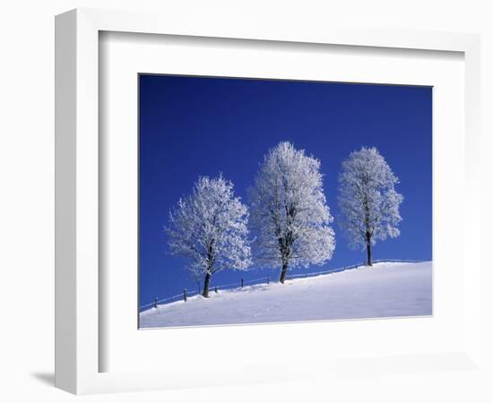 Hoar Frost on Trees-Walter Geiersperger-Framed Photographic Print