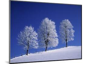 Hoar Frost on Trees-Walter Geiersperger-Mounted Photographic Print