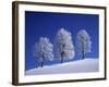 Hoar Frost on Trees-Walter Geiersperger-Framed Photographic Print